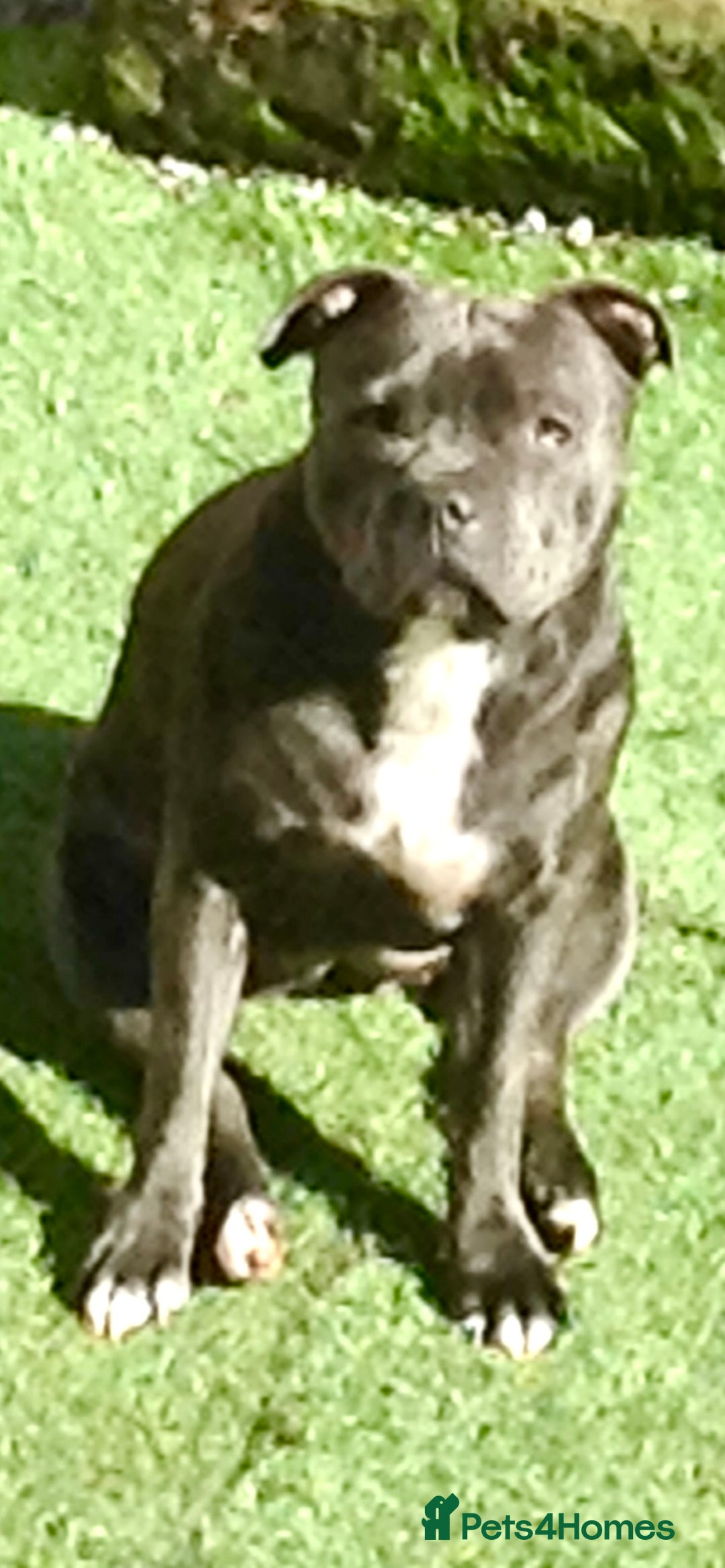 Staffordshire Bull Terrier dogs for sale: 🐾Reduced♥️World Famous Samtan Dozer & C in Swansea - Image 22