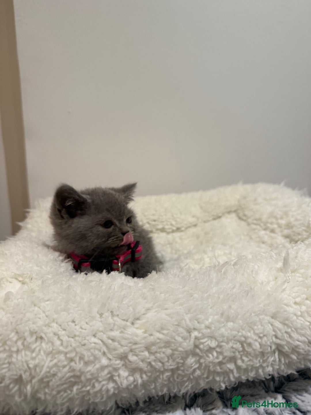 British Longhair cats for sale: Beautiful blues - Image 11