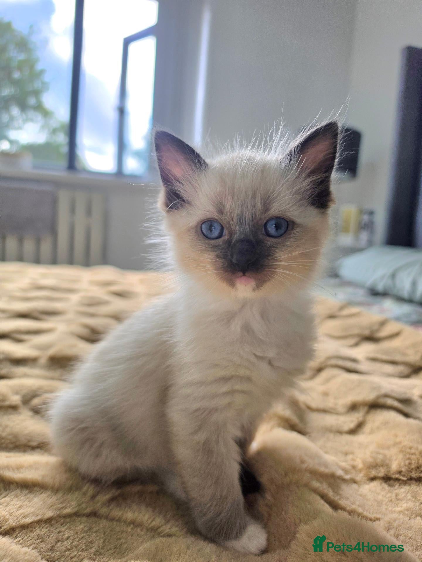 Ragdoll cats Stunning ragdoll kittens - Advert 18
