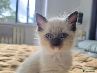 Ragdoll cats Stunning ragdoll kittens - Advert 5