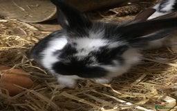 Mixed Breed rabbits for sale: Baby rabbits mixed breed  - Image 7
