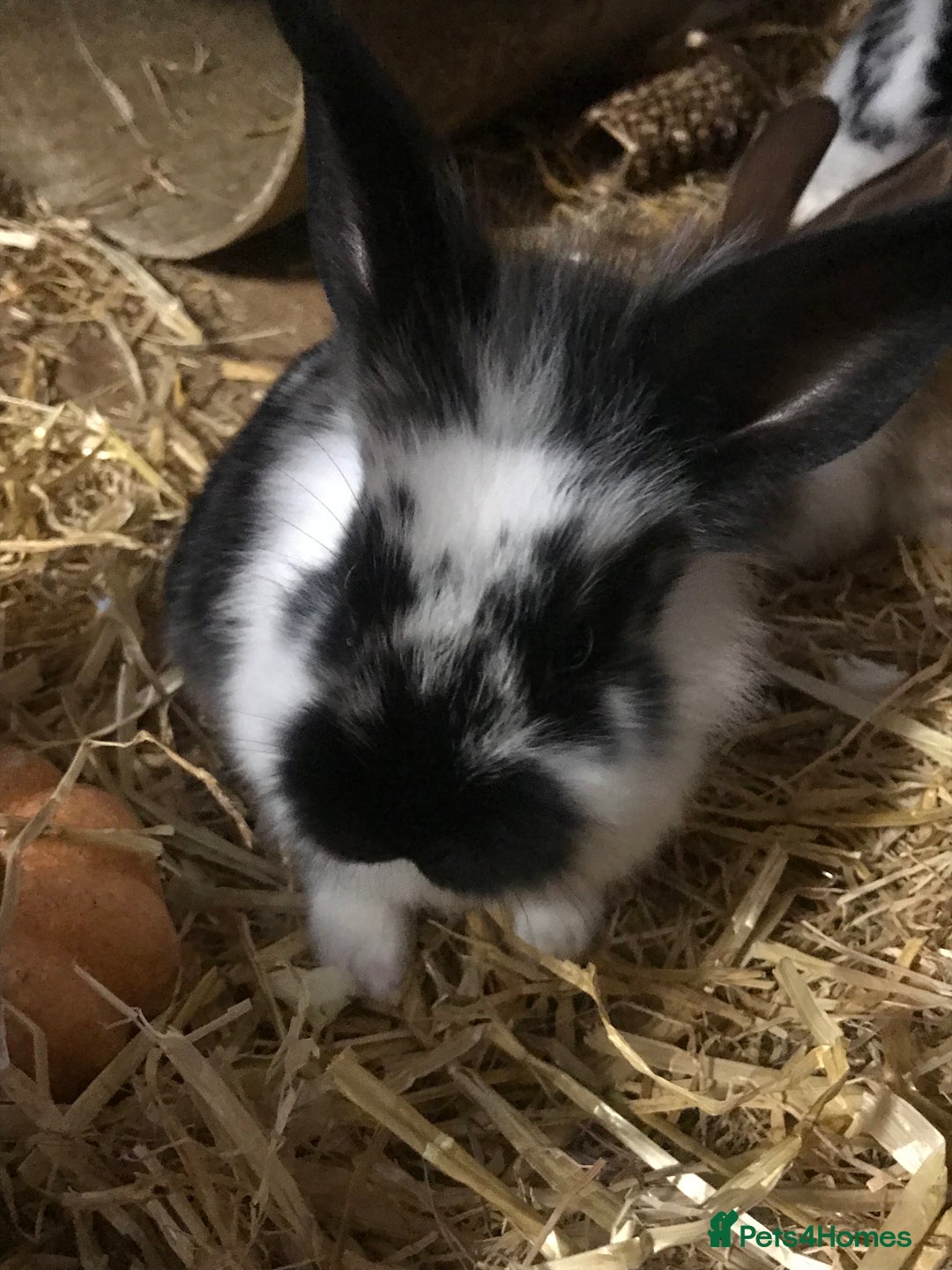 Mixed Breed rabbits for sale: Baby rabbits mixed breed  - Image 7