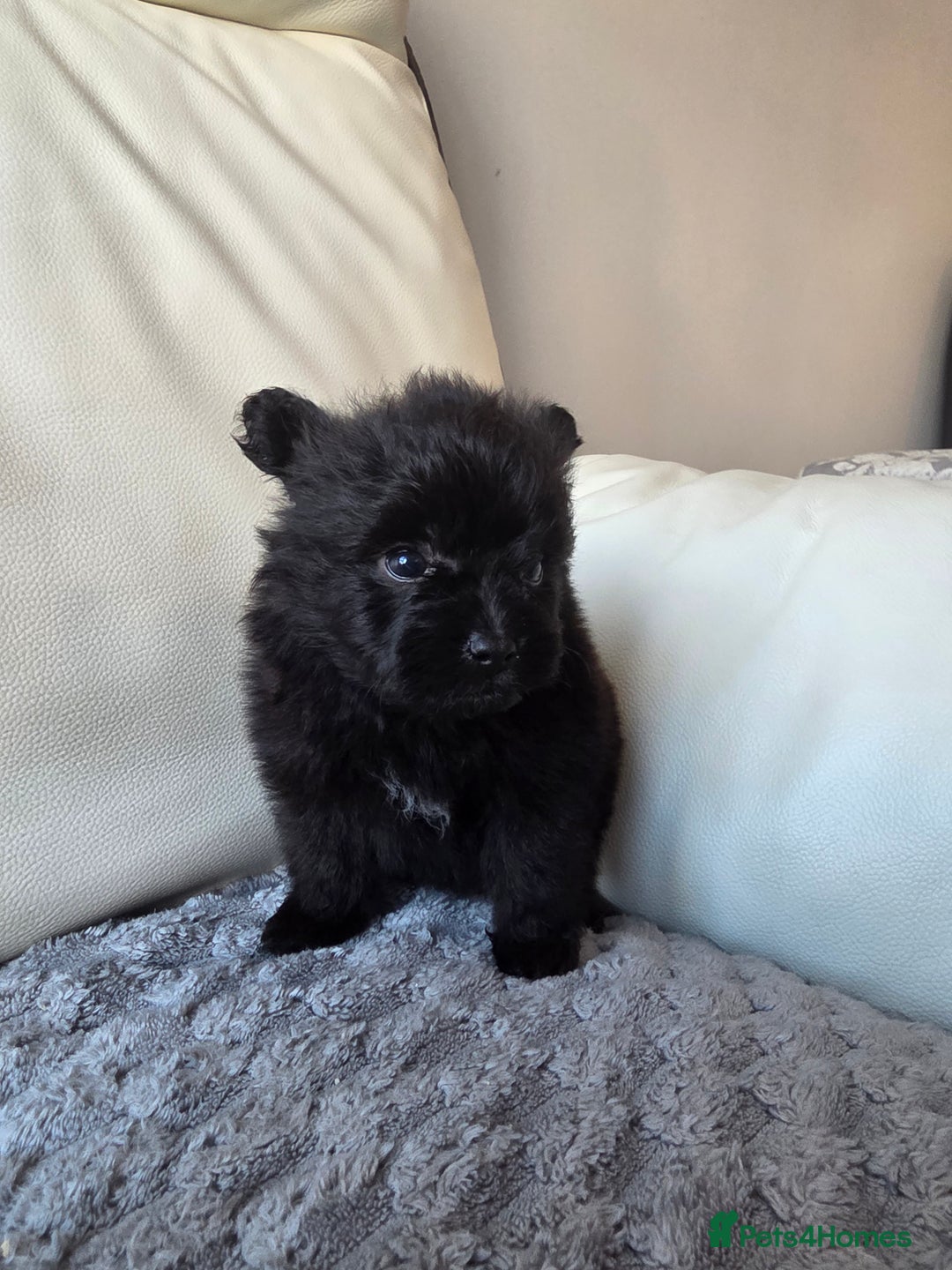 Pomeranian dogs for sale: Russian Teddy Bear Pomeranians  - Advert 4