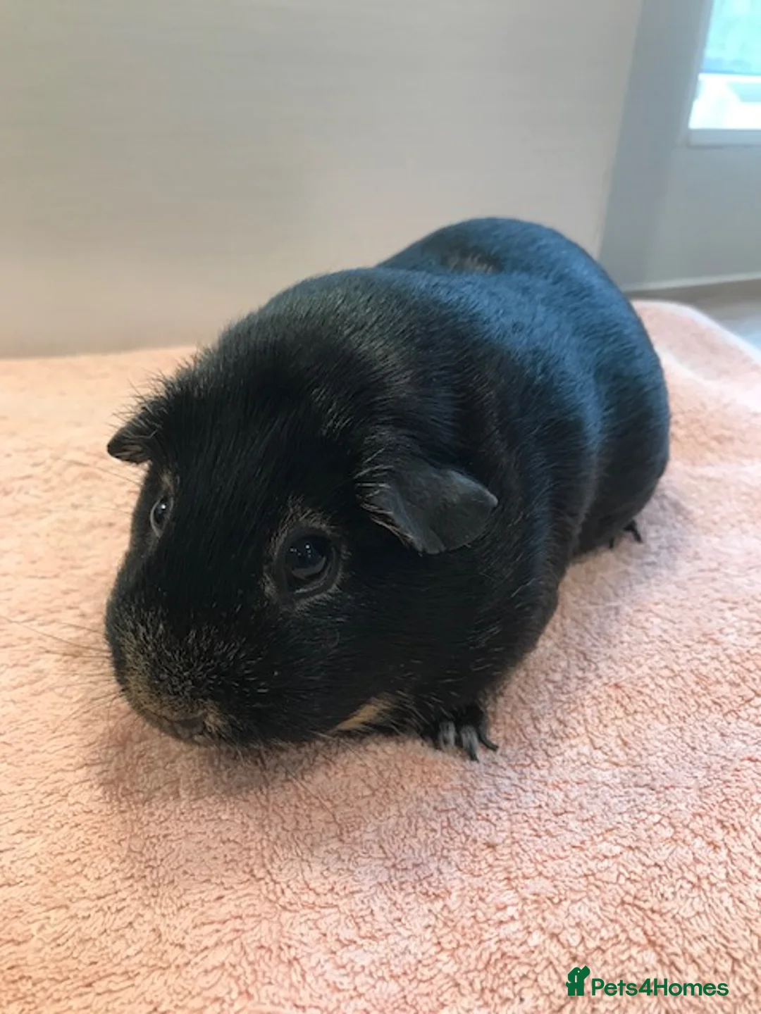 Guinea Pig rodents for sale: Otter Sow, Otter Boar and Pair of Pigs - Advert 1