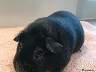 Guinea Pig rodents Otter Sow, Otter Boar and Pair of Pigs - Advert 1