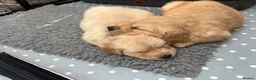 Golden Retriever dogs for sale: Beautiful KC registered pups for sale  in Thirsk - Advert 6