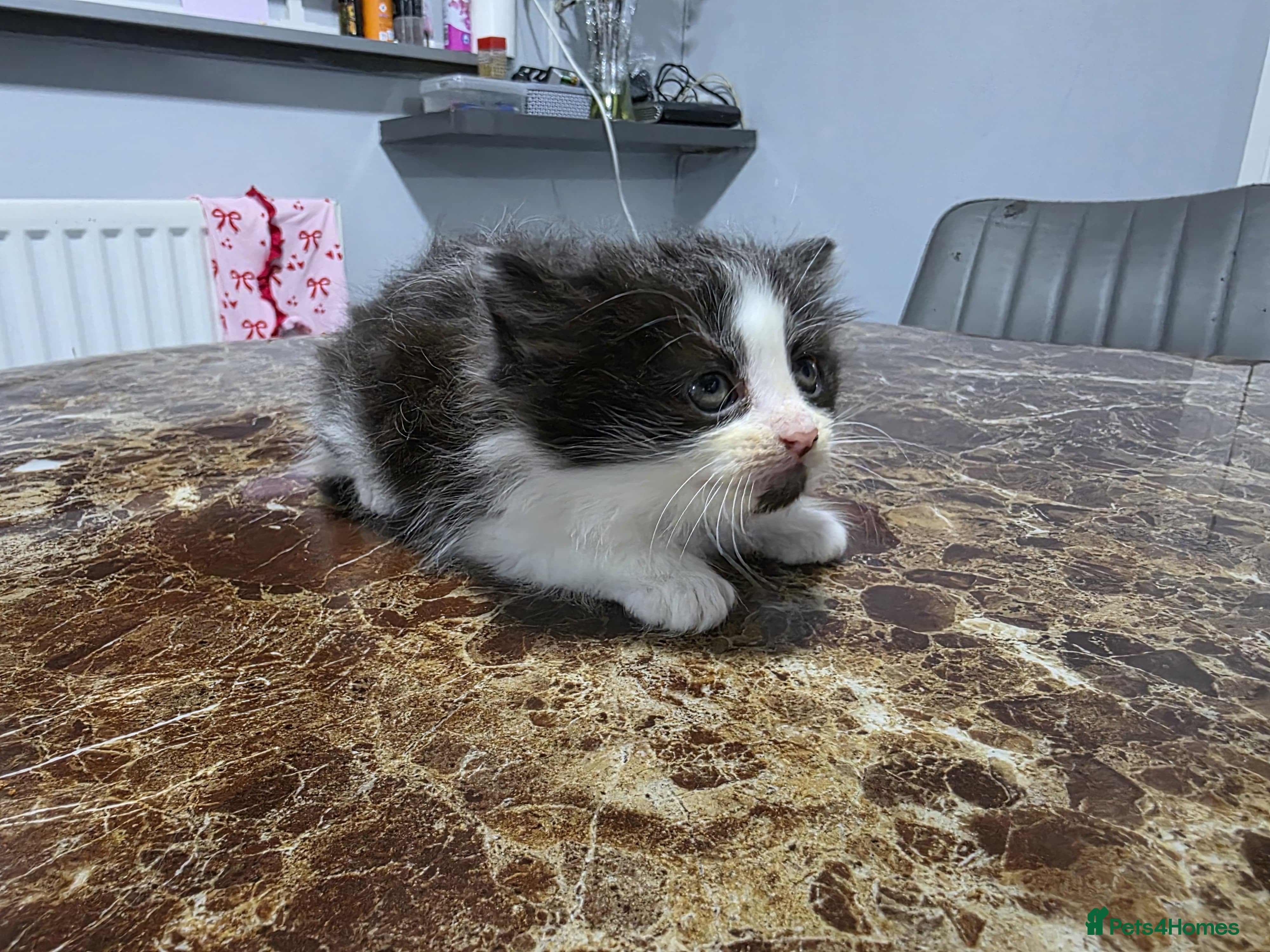 Bengal cats Three beautiful bengal maine coon kittens! - Advert 1