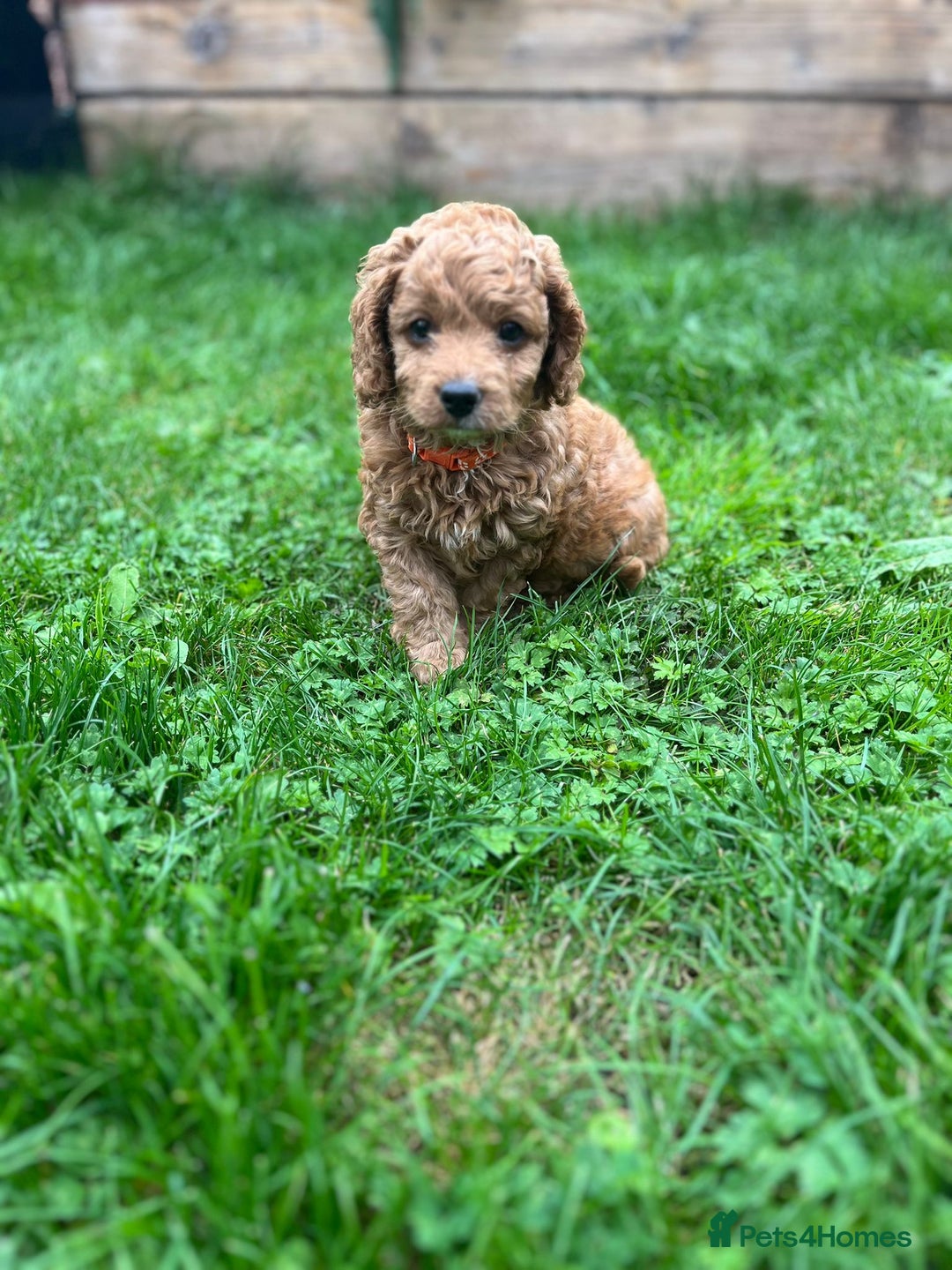 Cockapoo dogs for sale: F1b Cockapoo Puppies Ready Soon for Loving Homes - Image 25