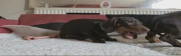 Miniature Dachshund dogs for sale: Miniature dashound  - Advert 9