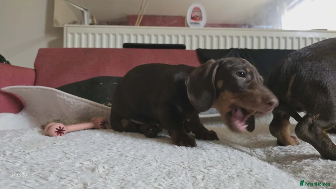Miniature Dachshund dogs for sale: Miniature dashound  - Advert 9