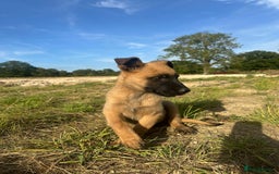 Mixed Breed dogs for sale: German shepherd x Belgian shepherd puppies - Image 21