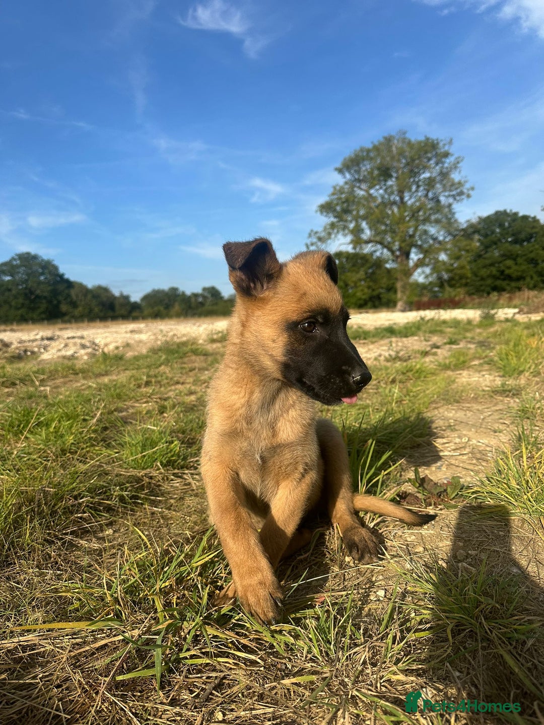 Mixed Breed dogs for sale: German shepherd x Belgian shepherd puppies - Image 21