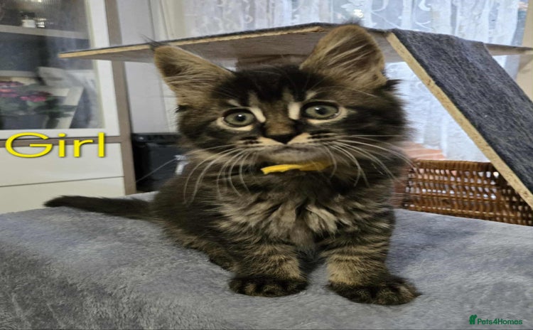 Maine Coon cats - Advert 11