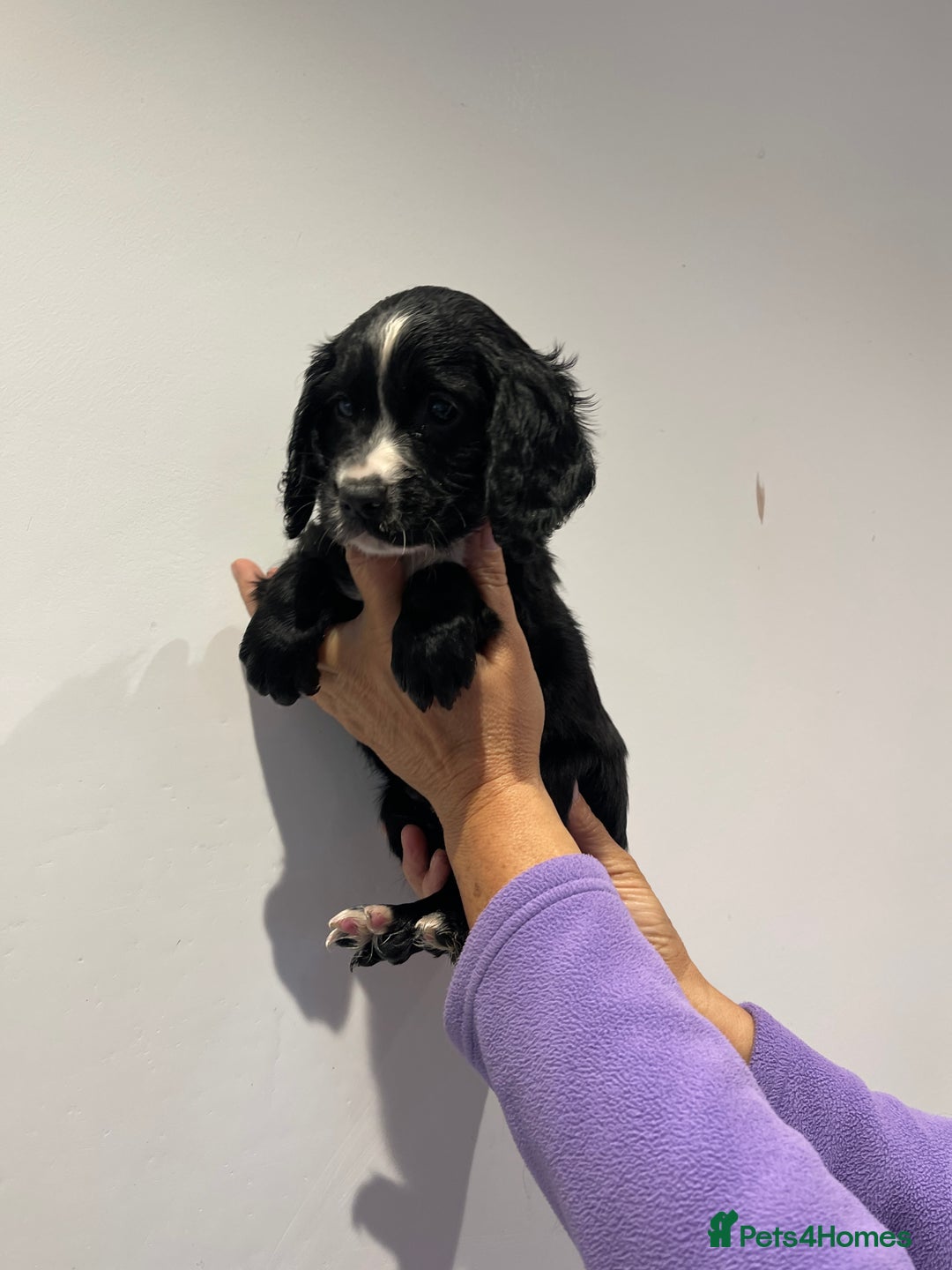 Cocker Spaniel dogs for sale: Stunning cocker spaniel puppies  - Image 9