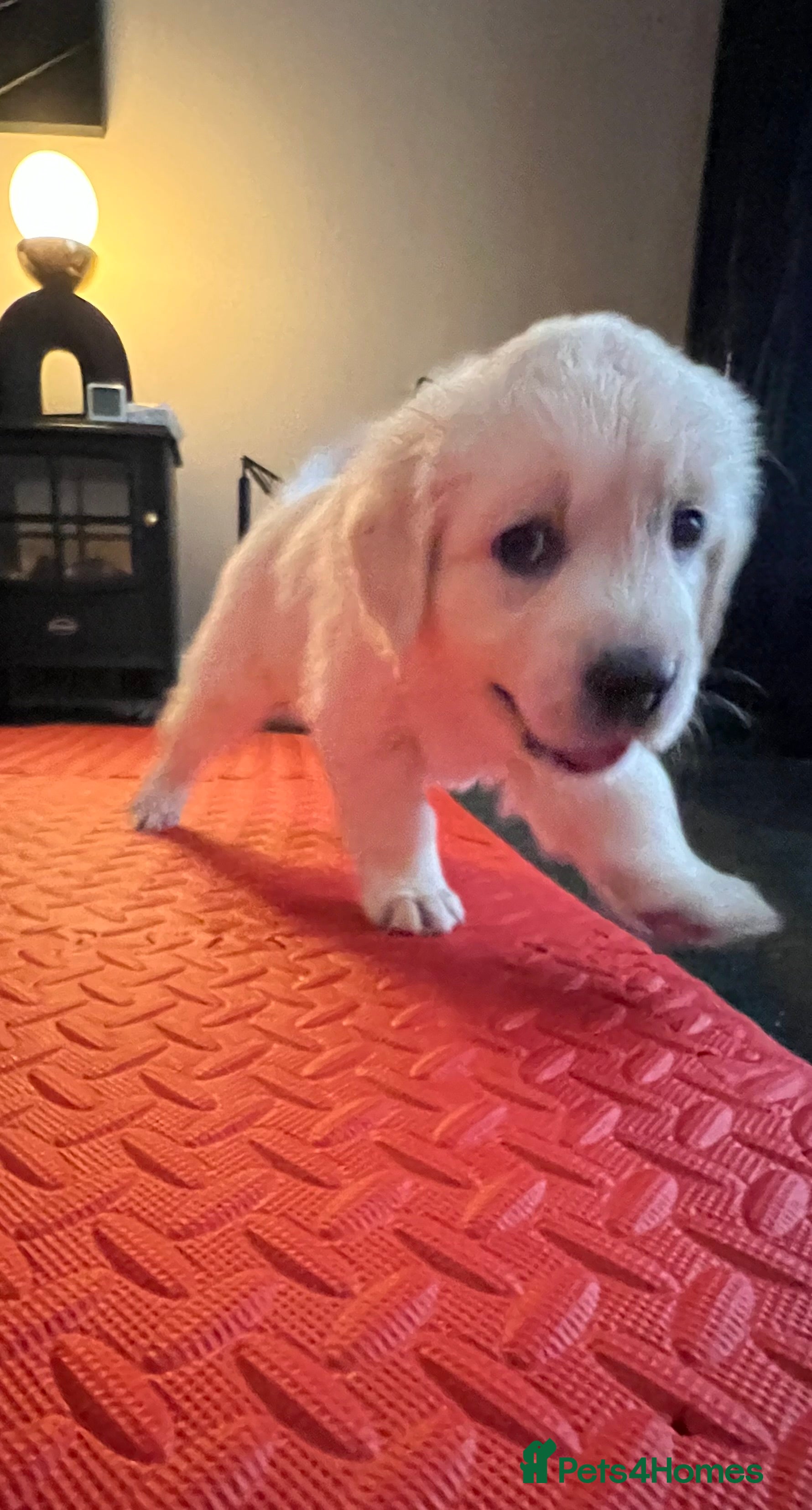 Golden Retriever dogs Exceptional Show Champion Litter   - Advert 15