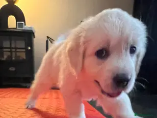 Golden Retriever dogs Exceptional Show Champion Litter - Advert 15