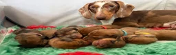 Miniature Dachshund dogs for sale: Miniature Dachshund Puppies - Advert 1