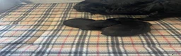Patterdale Terrier dogs for sale: Patterdale terrier  - Advert 4