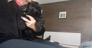 Doxiepoo dogs - Advert 3