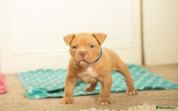 American Bully dogs for sale: Extraordinary Pocket Bully pups - Advert 20