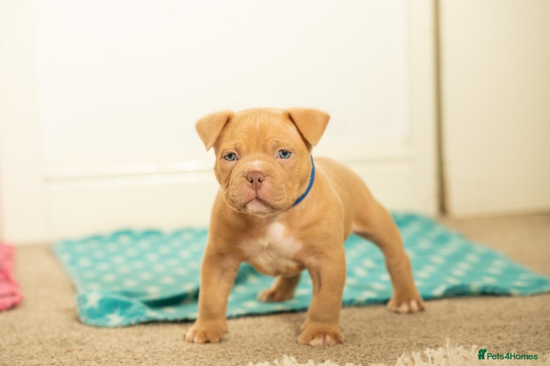 American Bully dogs for sale: Extraordinary Pocket Bully pups - Advert 20