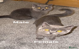 British Shorthair cats for sale: British shorthair kittens  - Image 11