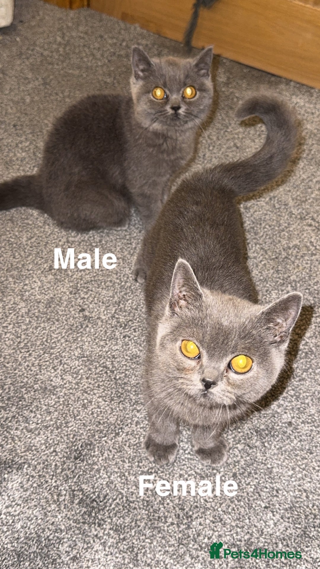 British Shorthair cats for sale: British shorthair kittens  - Image 11