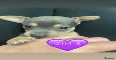 Jack Russell dogs Miniature Jack Russell Puppies   - Advert 3