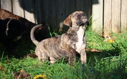 Presa Canario dogs for sale: Presa canario puppies (recognised breeder) - Image 25