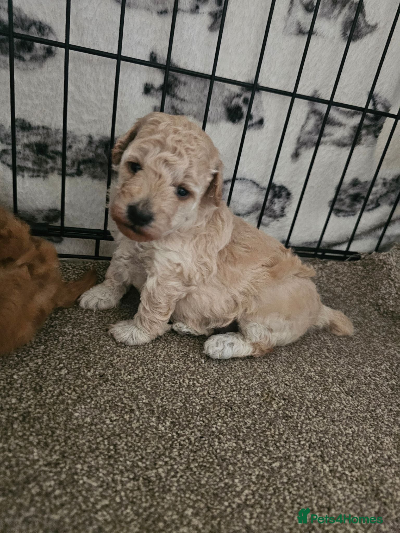 Miniature Poodle dogs Apricot miniature poodle - Advert 10