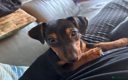 Jack Russell dogs for sale: Miniature Jack Russell pup - Image 1