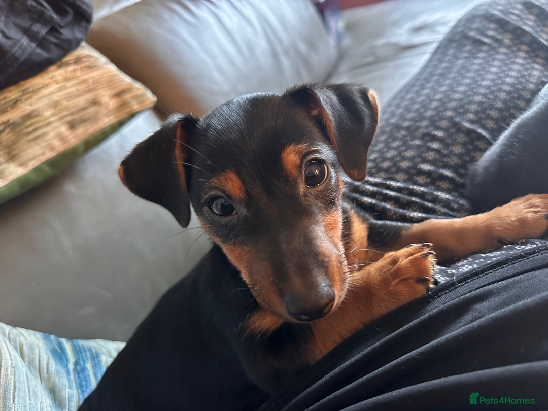 Jack Russell dogs for sale: Miniature Jack Russell pup - Image 1