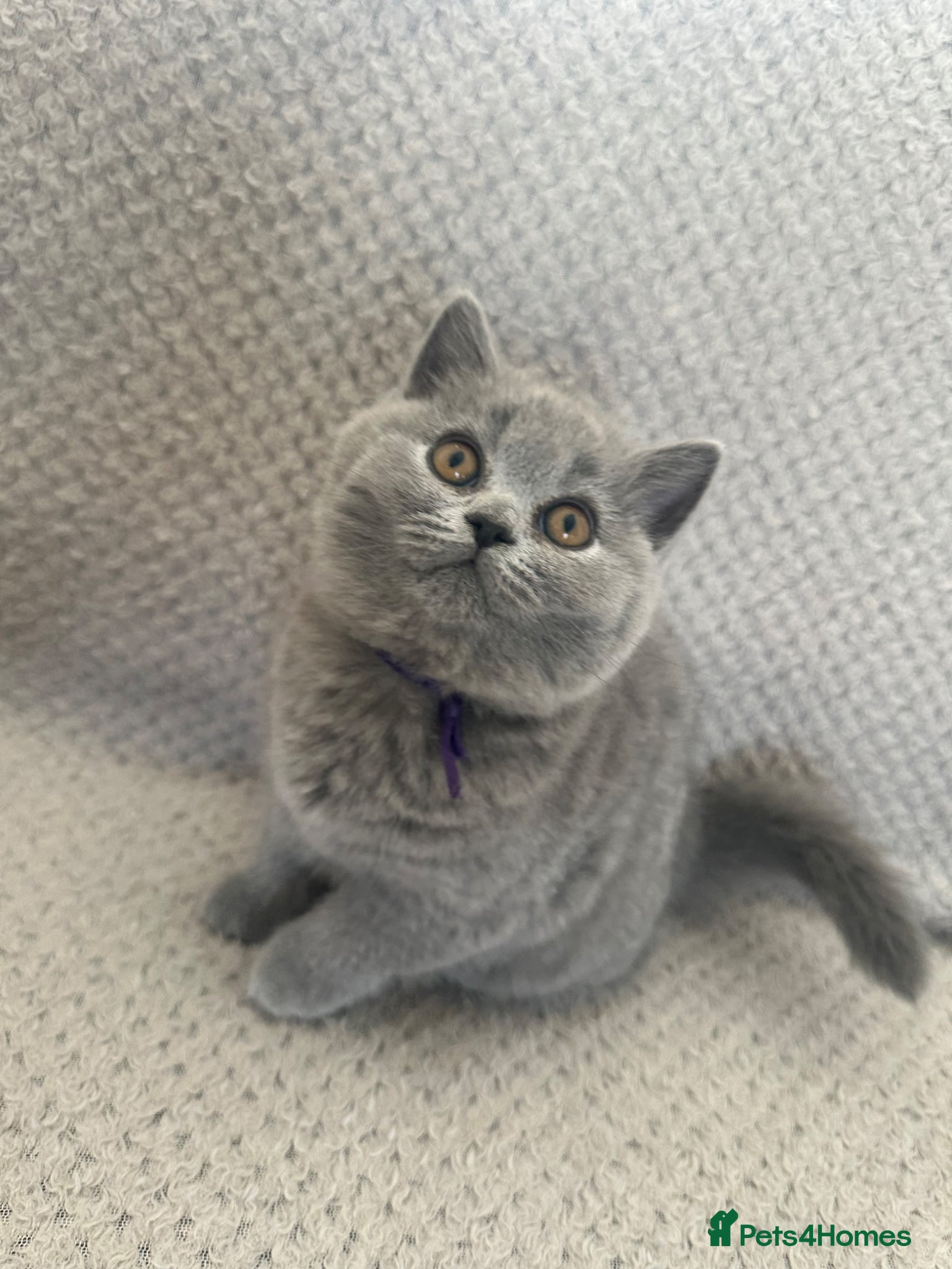 British Shorthair cats Kittens BSH £850 - Advert 1
