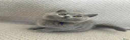 British Shorthair cats for sale: Kittens BSH £850 - Advert 1