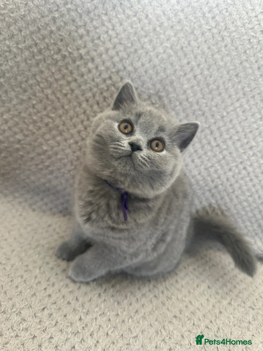 British Shorthair cats for sale: Kittens BSH £850 - Advert 1