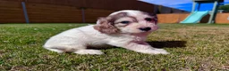 Cockapoo dogs for sale: Beautiful F1 Cockapoo Babies 🐾🐾🐾 - Advert 26