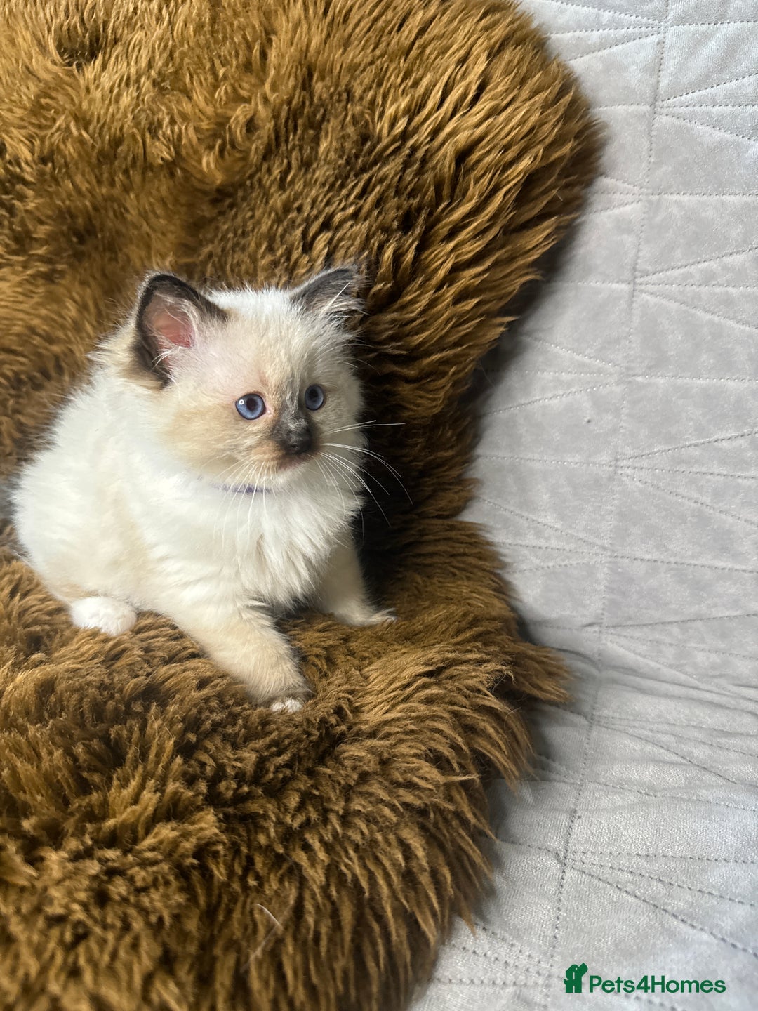 Ragdoll cats for sale: GCCF Sealpoint Mitted/Blue Lynx Ragdoll kittens - Image 23