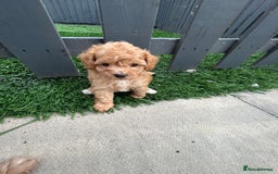 Cockapoo dogs for sale: Beautiful small  cockapoo puppies  - Image 21