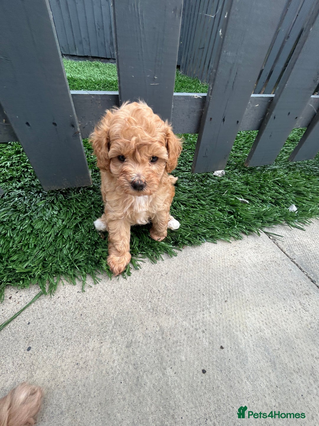 Cockapoo dogs for sale: Beautiful small  cockapoo puppies  - Image 21