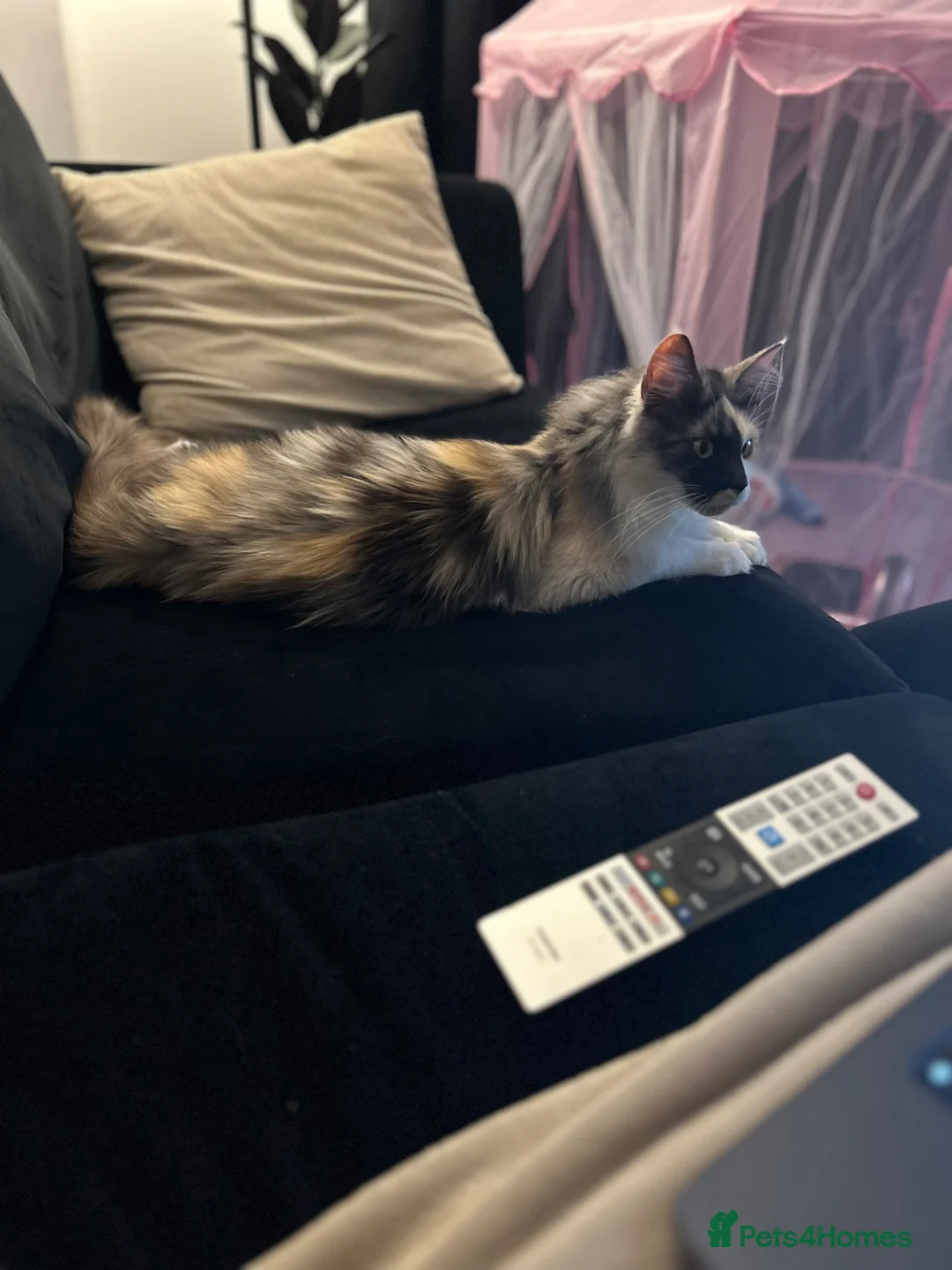 Maine Coon cats for sale: Maine coon queen  - Advert 1