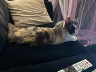 Maine Coon cats Maine coon queen - Advert 5