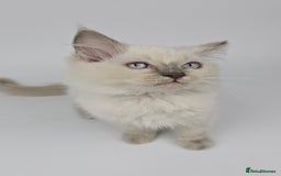 Ragdoll cats for sale: 🤍 STUNNING GCCF REGISTERED RAGDOLL KITTENS 🤍🤍 - Image 11