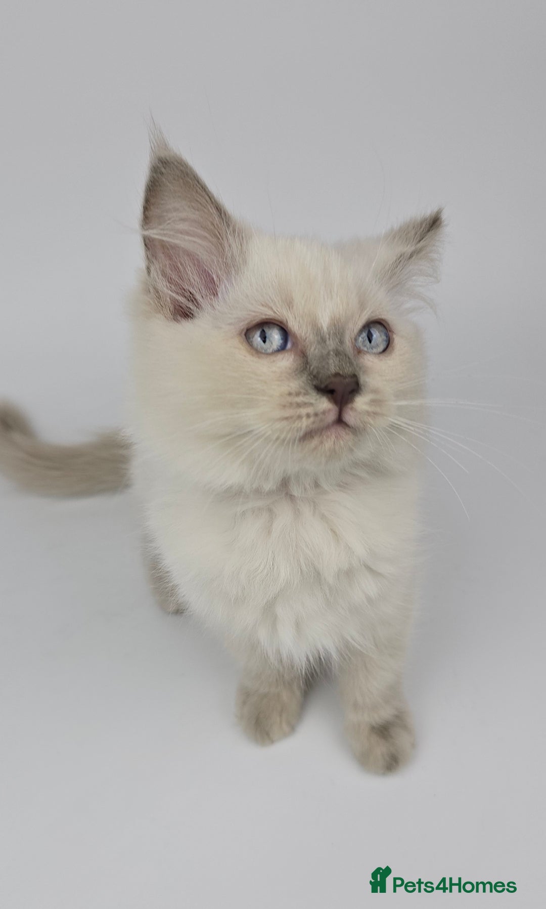 Ragdoll cats for sale: 🤍 STUNNING GCCF REGISTERED RAGDOLL KITTENS 🤍🤍 - Image 11