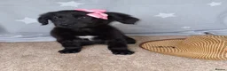 Mixed Breed dogs for sale: Health tested Flatcoat x golden retriever puppies. - Advert 1