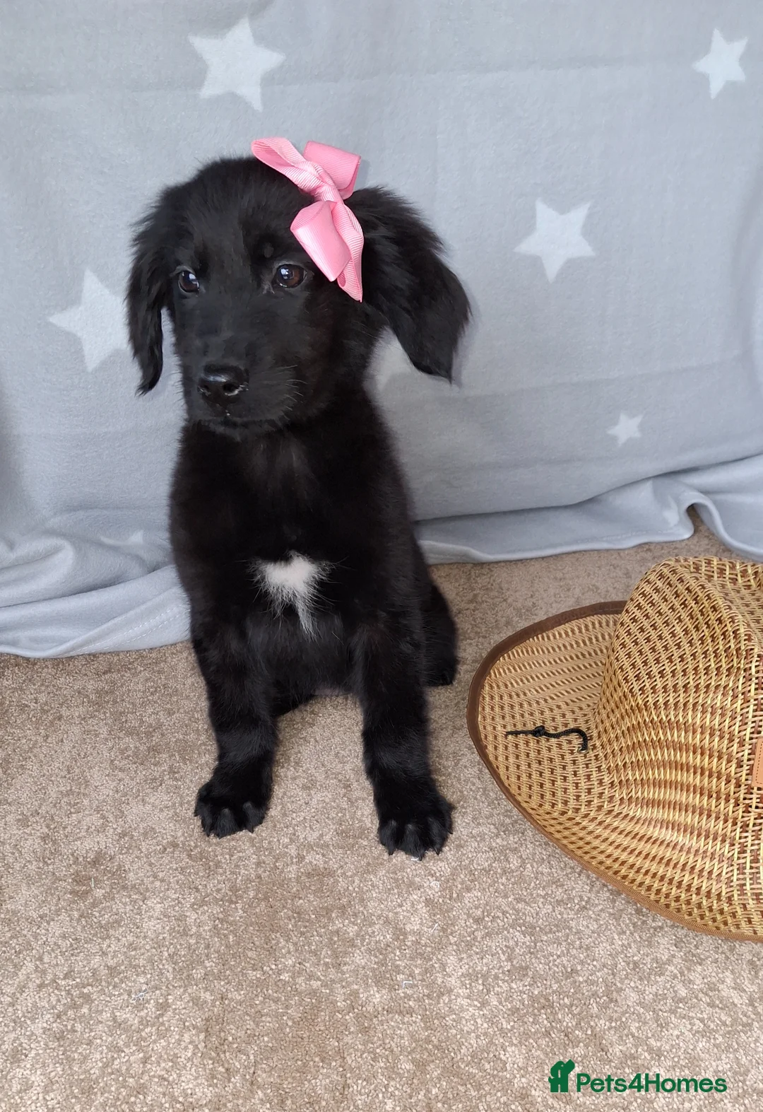 Mixed Breed dogs for sale: Health tested Flatcoat x golden retriever puppies. - Advert 1