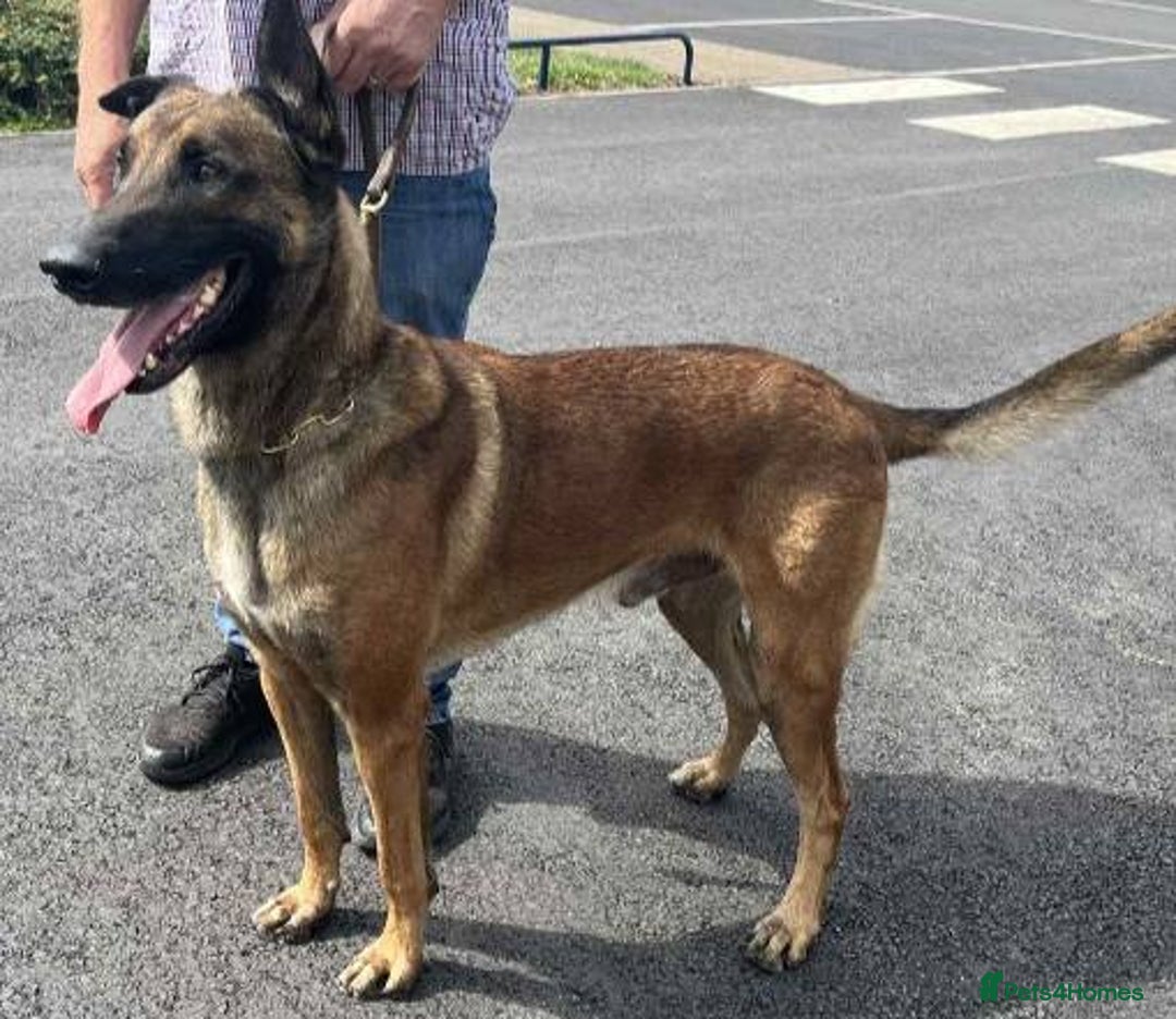 Belgian Shepherd Dog dogs for adoption: Caesar is looking for his forever home! - Image 1