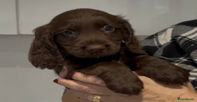 Cocker Spaniel dogs - Advert 2