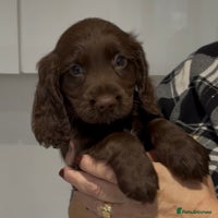 Cocker Spaniel dogs - Advert 5