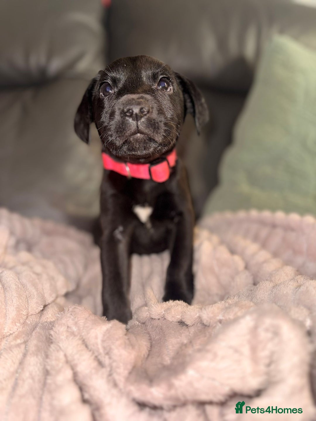 Labrador Retriever dogs for sale: Labrador X Boxerdore puppies  - Advert 4