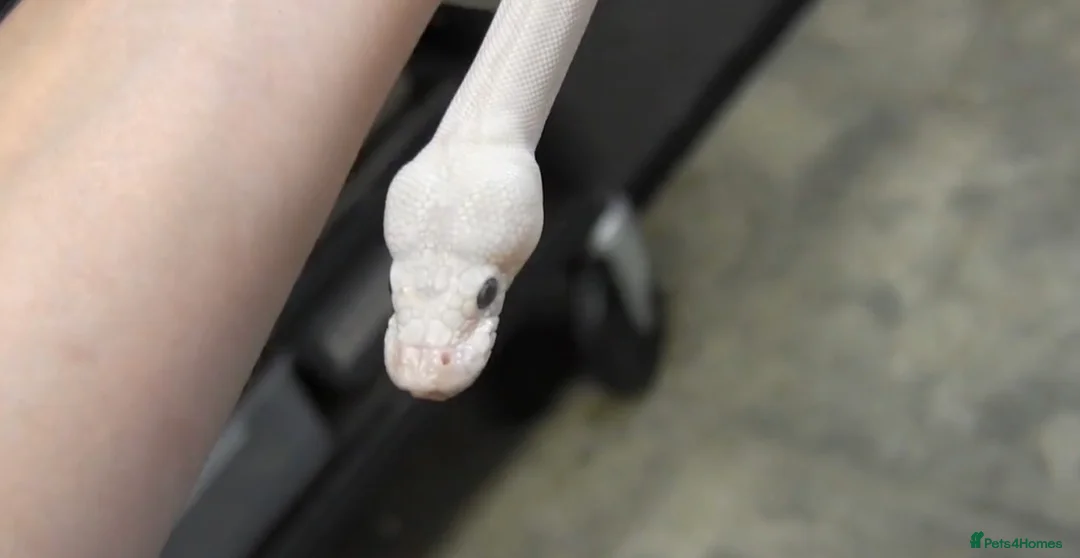 Python Snake reptiles for sale: Blue Eyed Leucistic (Super Mojave) Ball Python in High Wycombe - Advert 1